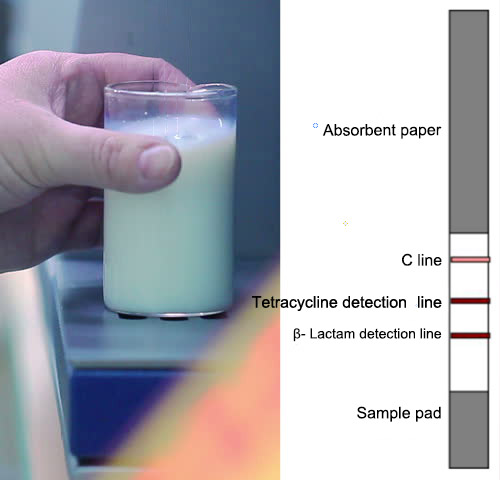 Dairy Tetracyclines+ β- Lactam Antibiotic Test Strip